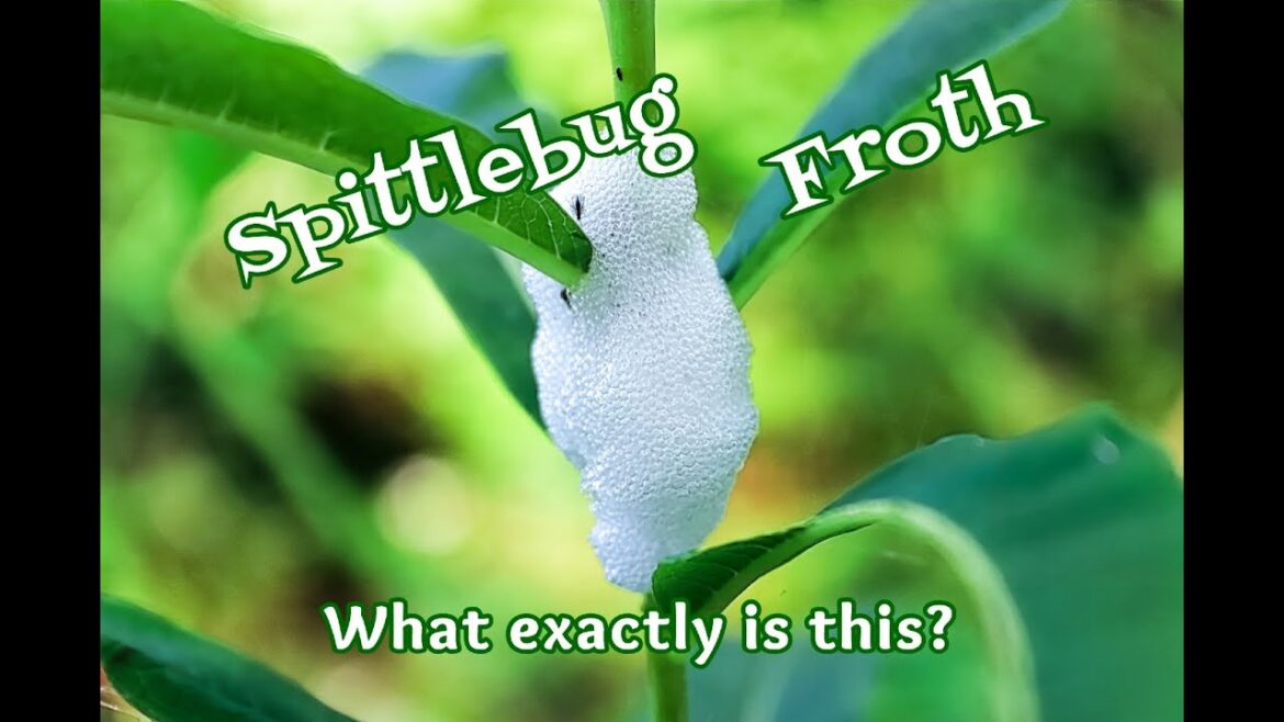 Spittlebug/Froghopper Froth: Safe or Toxic?