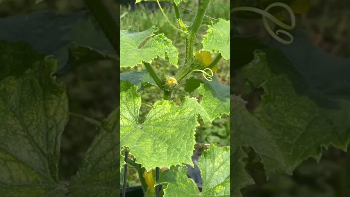 Backyard Garden Update Tour – A Flourishing Haven of Nature’s Delights #shorts Backyard Garden Update Tour - A Flourishing Haven of Nature's Delights #shorts