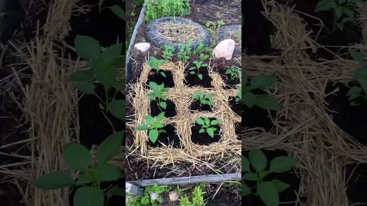 Backyard garden, some of the stuff I'm growing Homesteading? #shorts #homesteading #backyardgarden