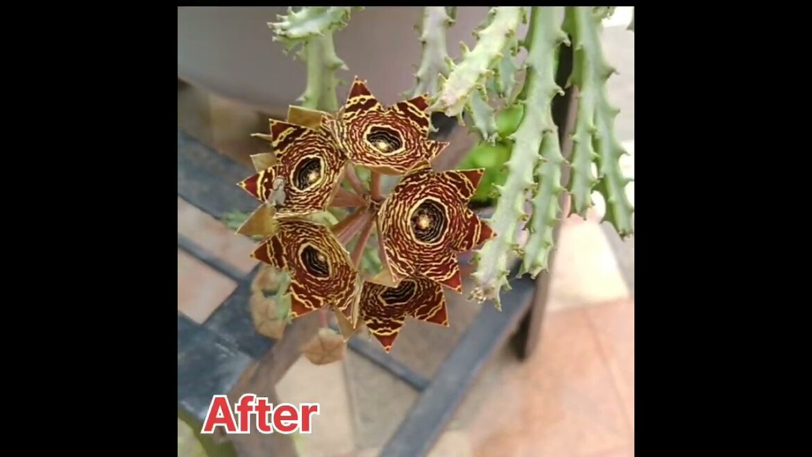 Caralluma (Caralluma fimbriata)