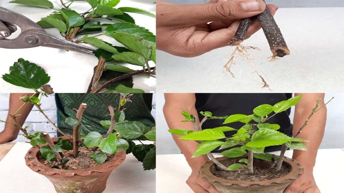 Latest Way to Grow Hibiscus from Cuttings At Home#Shorts