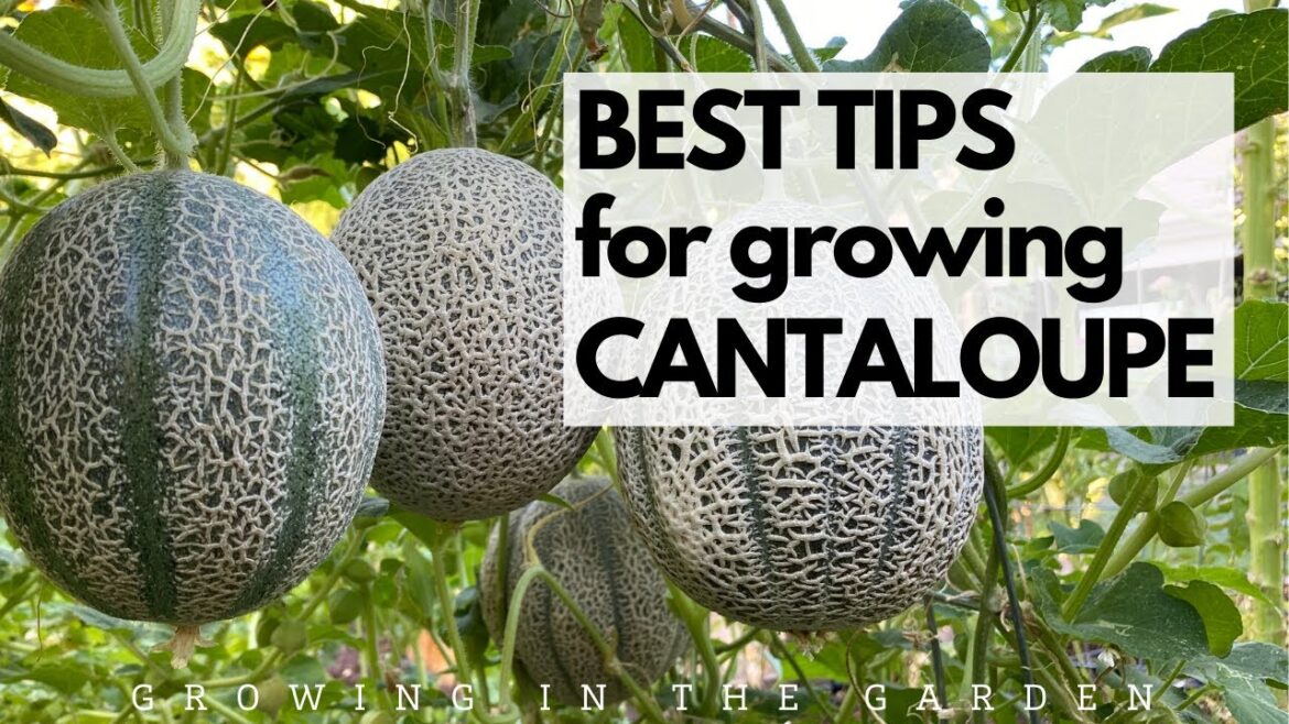 BEST TIPS for growing CANTALOUPE: Grow SWEET, FLAVORFUL cantaloupe with these tips. BEST TIPS for growing CANTALOUPE: Grow SWEET, FLAVORFUL cantaloupe with these tips.