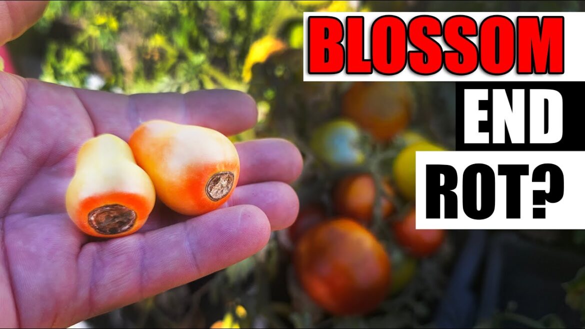 Fix Blossom End Rot Easily!
