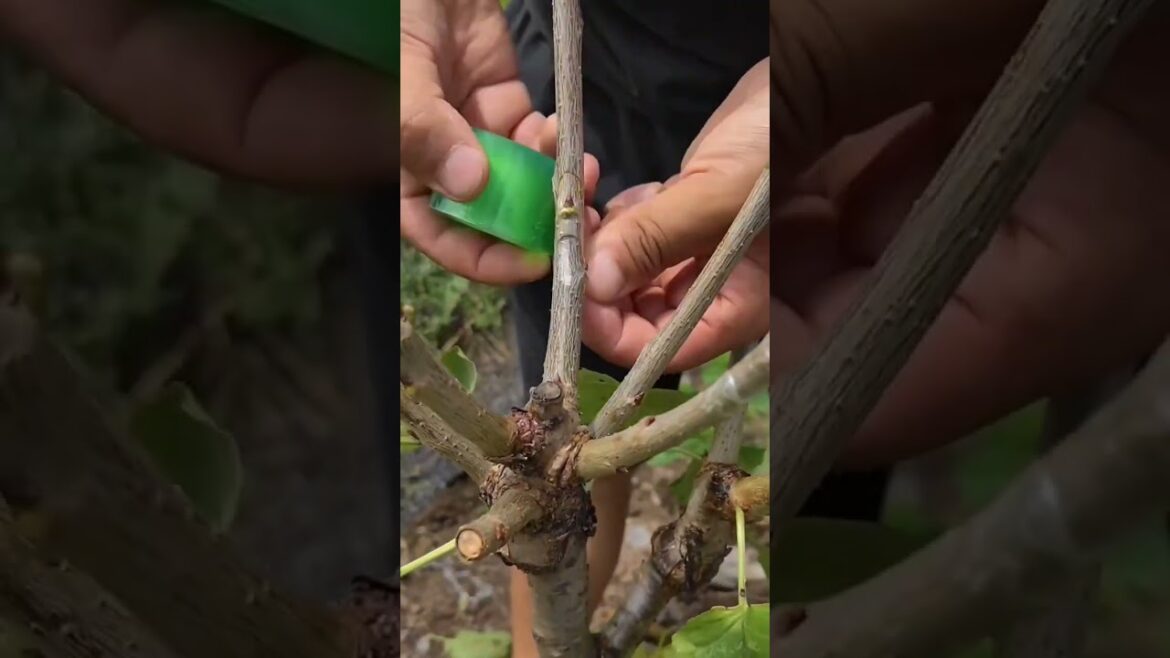 “Unlock the Secrets of Successful Grafting:Creating Unique Plant Hybrids!” #reels #shortvideo "Unlock the Secrets of Successful Grafting:Creating Unique Plant Hybrids!" #reels #shortvideo