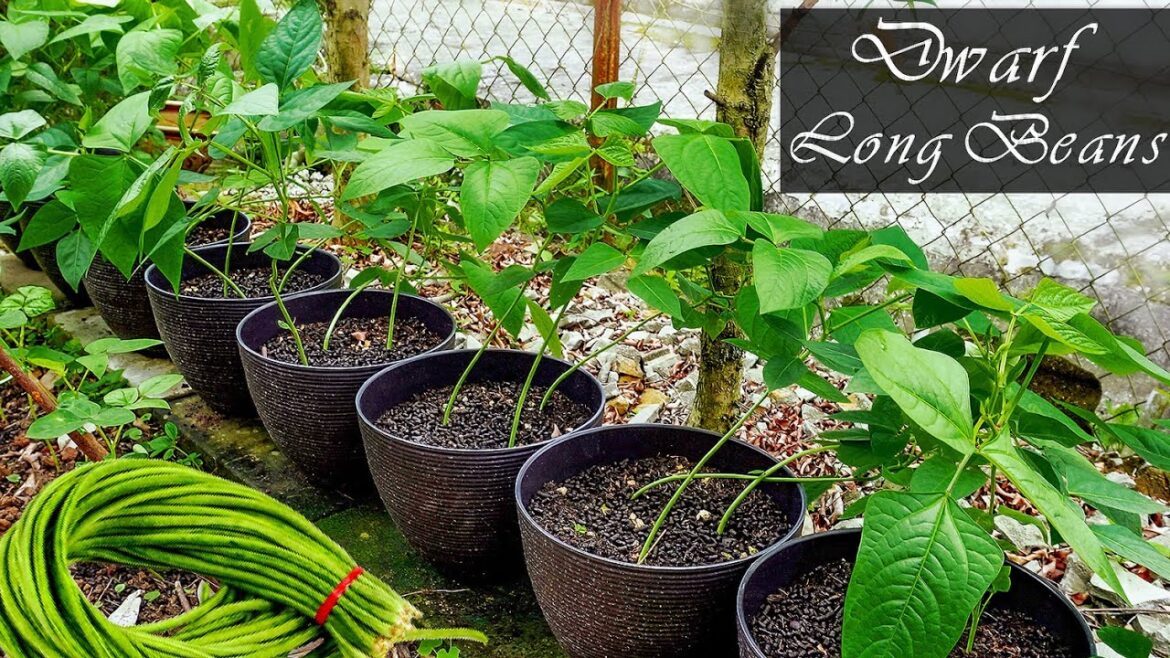 Easy to grow dwarf long bean without plant support