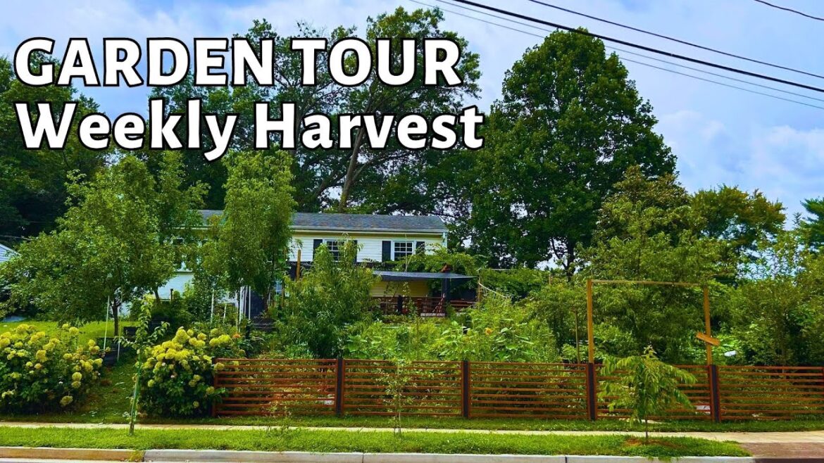 My Weekly Produce Shopping List From My Front Yard Garden! Summer Garden Tour!