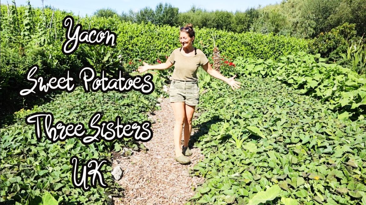 Summer Veg Garden Tour – We Grow 95% Of Our Fresh Produce – Vlog 15 Summer Veg Garden Tour - We Grow 95% Of Our Fresh Produce - Vlog 15