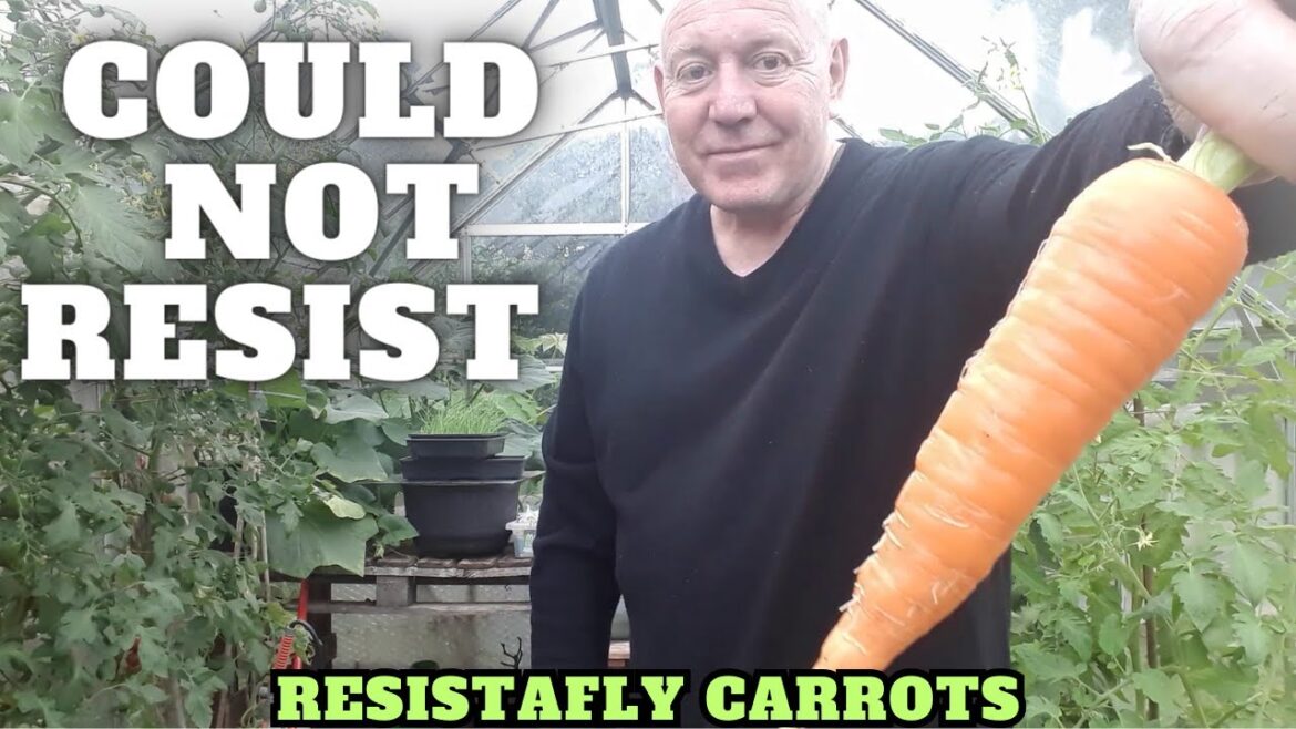 Could Not Resist A Resistafly [Gardening Allotment UK] [Grow Vegetables At Home ]
