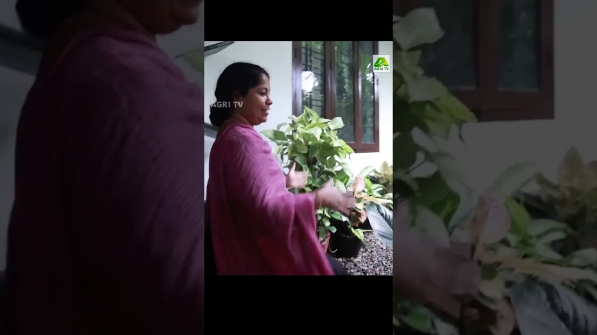 സിനു ചേച്ചിയുടെ ഈ ചെടി വീട് പൊളിയാണ്!| Home garden| Sinu , Pathanamthitta സിനു ചേച്ചിയുടെ ഈ ചെടി വീട് പൊളിയാണ്!| Home garden| Sinu , Pathanamthitta