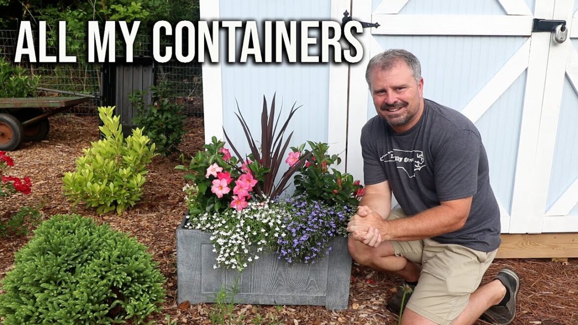 Container Plant Tour / ๐ฎ๐ธ๐บ๐ผ / Herbs, Annual and Perennial Flowers, Shrubs Container Plant Tour / ๐ฎ๐ธ๐บ๐ผ / Herbs, Annual and Perennial Flowers, Shrubs