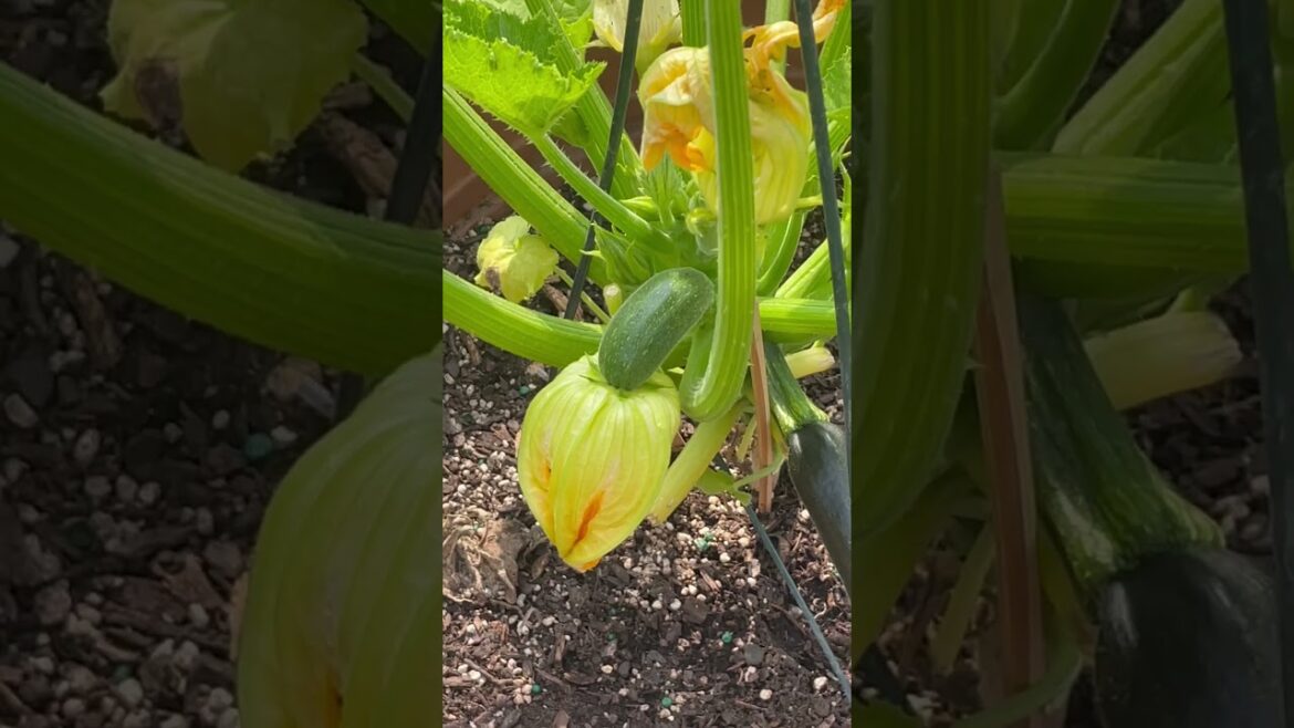 Backyard Garden Update Tour – A Flourishing Haven of Nature’s Delights #shorts Backyard Garden Update Tour - A Flourishing Haven of Nature's Delights #shorts