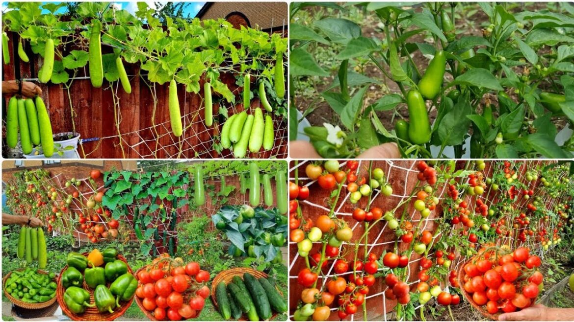 Kitchen Garden At Home | Vegetable Harvesting | Garden Harvest | Home Gardening