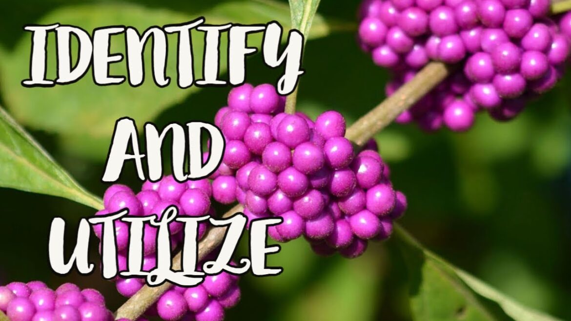 The American Beauty Plant: Identification and Benefits | All About Living