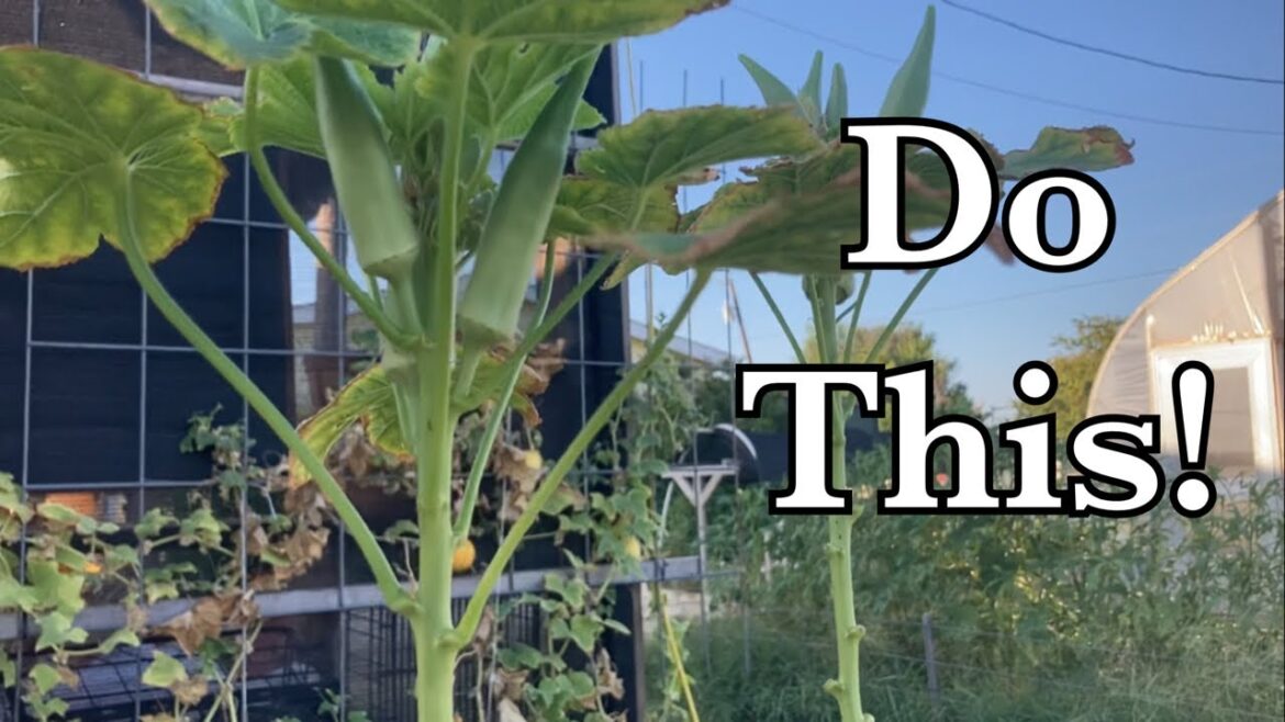 Never Buy This Seed Again!