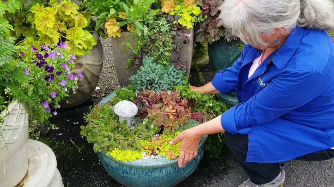 Foliage Plants for Container Gardens