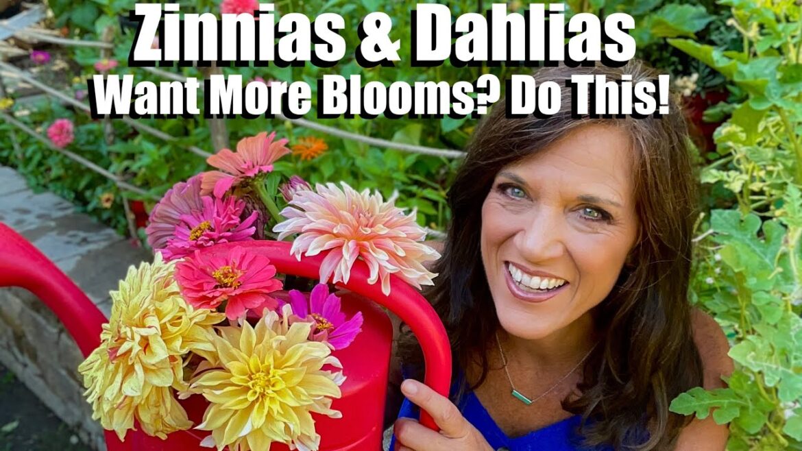 CaliKim: Zinnias & Dahlias – Want More Blooms? Do This! Zinnias & Dahlias - Want More Blooms? Do This!