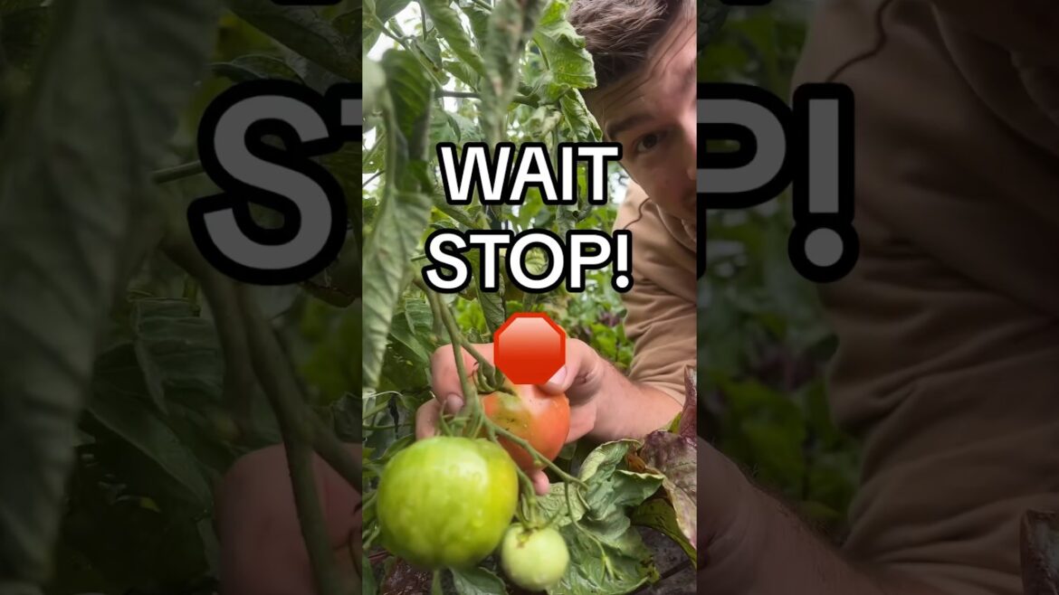 Don’t Harvest Your Tomatoes Like This! #garden #gardening #shorts
