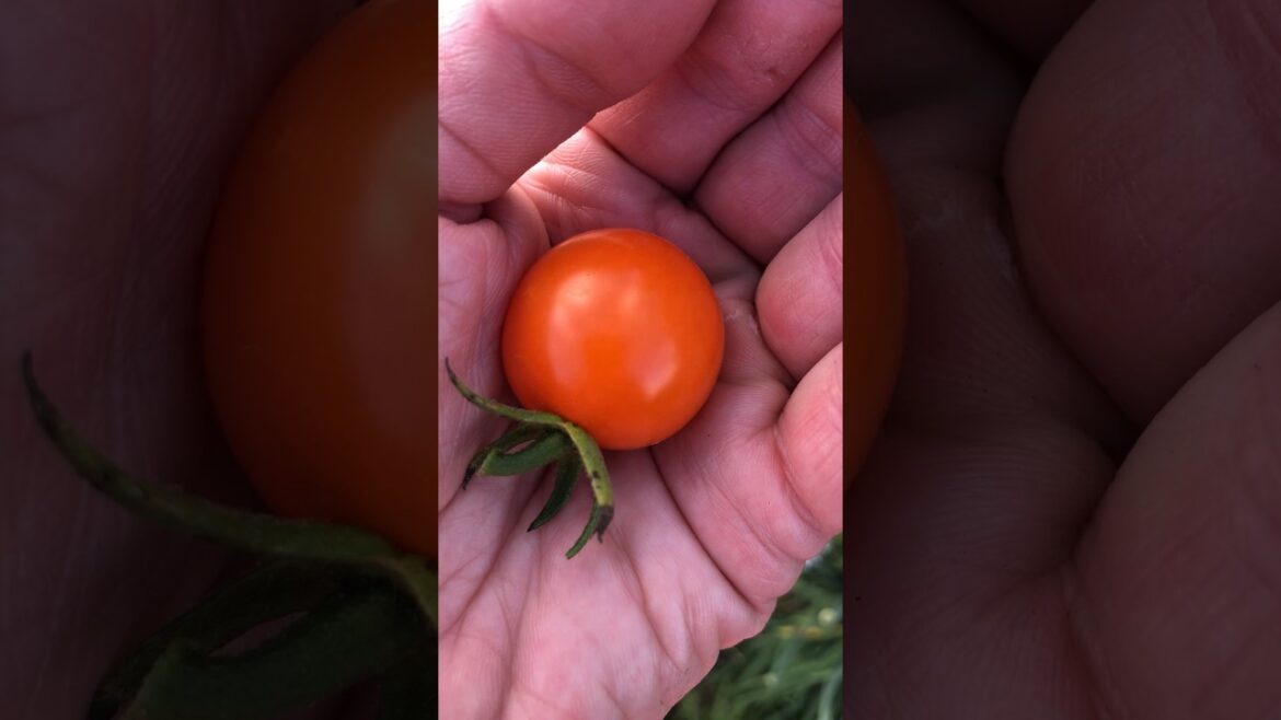 Tomato Plant Spotlight - Honeycomb Hybrid #growyourown #tomatoplants #tomato #vegetablegardening