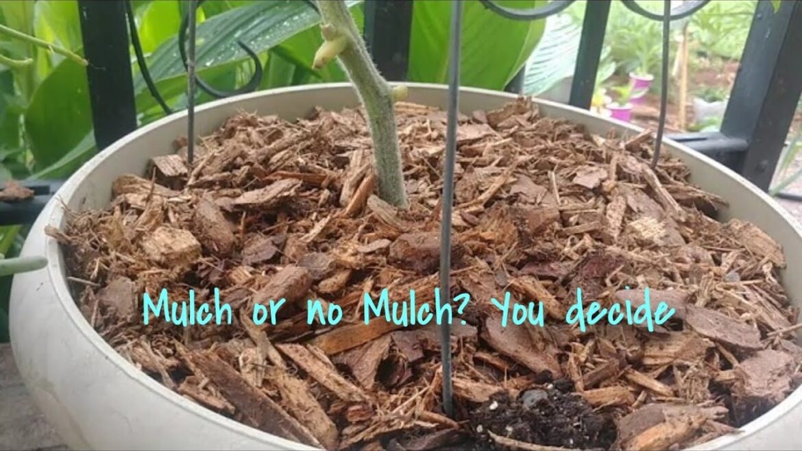 Do you MULCH your container plants?? Here's WHY you SHOULD