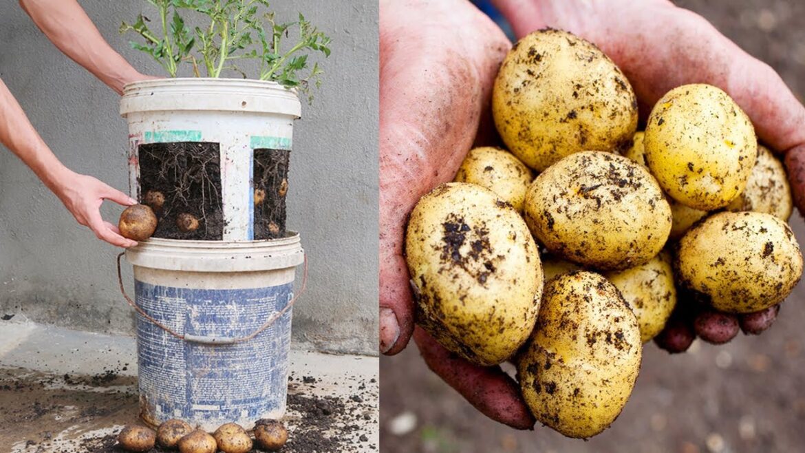 How to grow potatoes in old plastic paint buckets for beginners How to grow potatoes in old plastic paint buckets for beginners