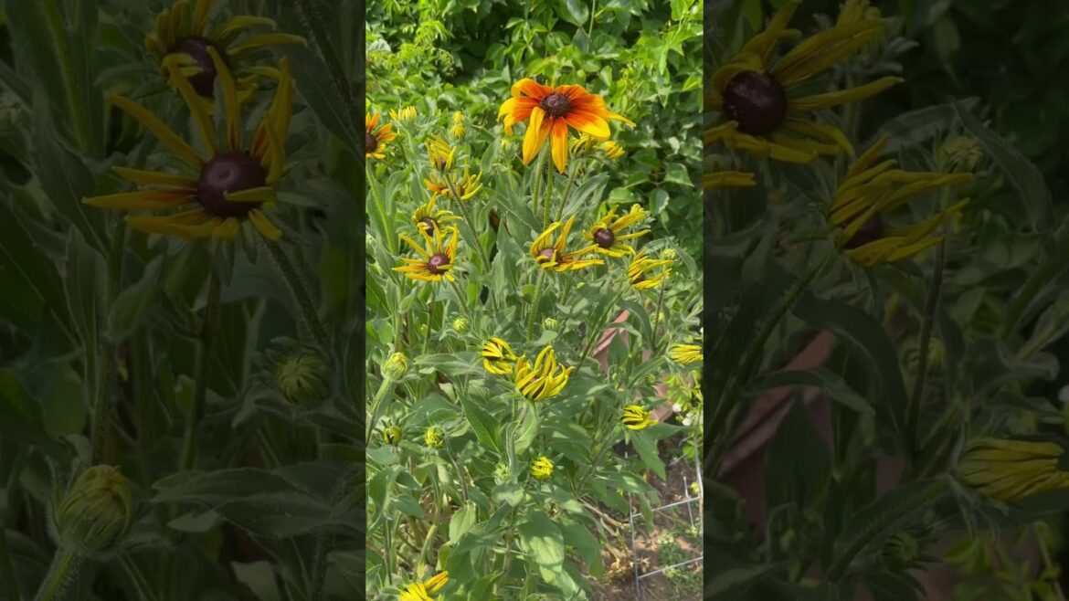 Backyard Garden Update Tour – A Flourishing Haven of Nature’s Delights #shorts Backyard Garden Update Tour - A Flourishing Haven of Nature's Delights #shorts