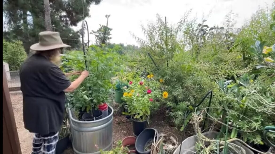 Growing in Large Raised Bed Garden TOMATOES Cheap of Soil Protecting Plants Container Gardening