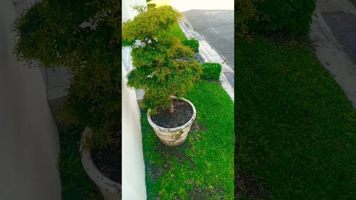Enhance Your Garden With The Right Hedge Design.(GARDEN ideas) #garden #youtubeshorts #trending