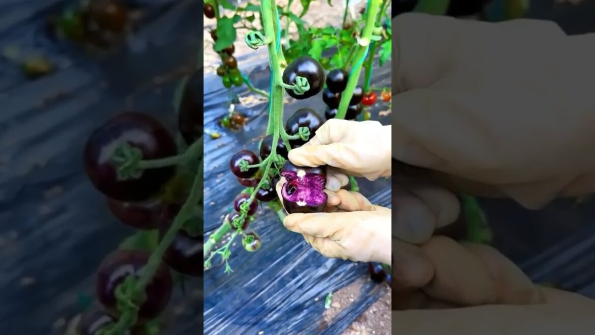 looking amazing fruit show #shortvideo #fruit goanda
