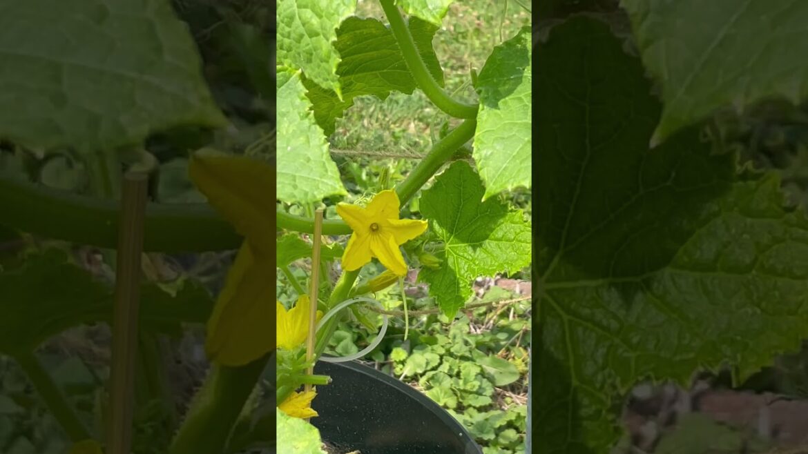 Backyard Garden Update Tour – A Flourishing Haven of Nature’s Delights #shorts Backyard Garden Update Tour - A Flourishing Haven of Nature's Delights #shorts