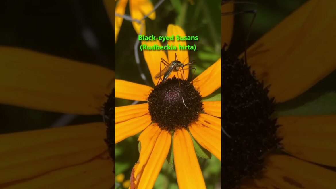 I replaced my grass lawn with native plants