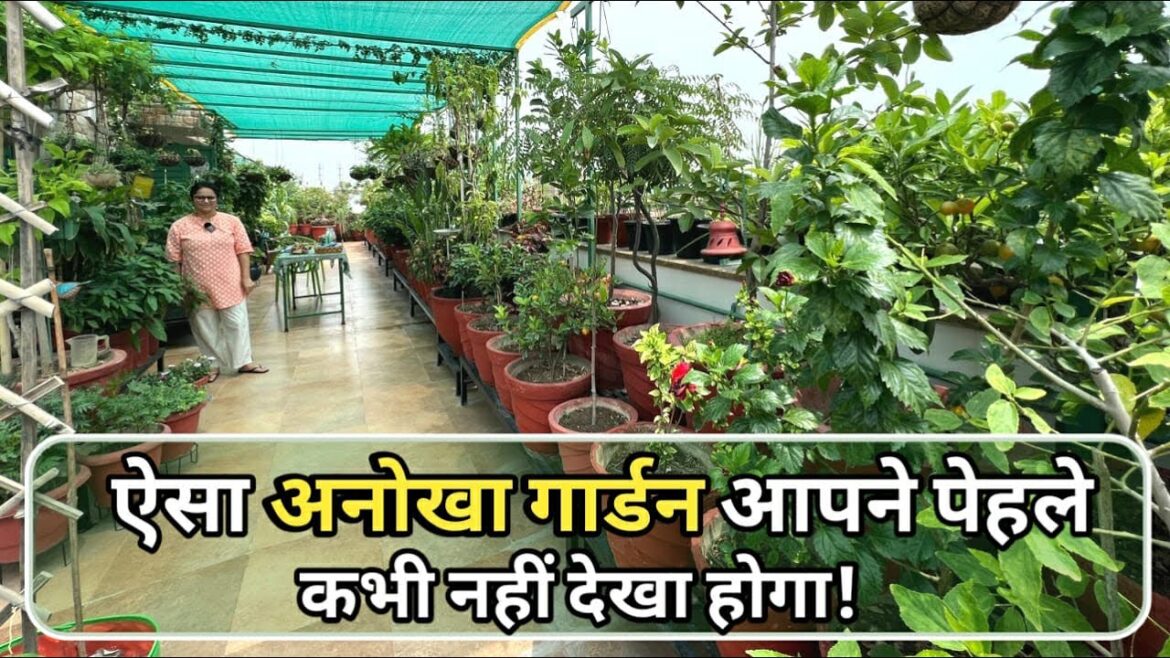 ऐसा अनोखा गार्डन आपने पेहले कभी नहीं देखा होगा, छत को बना दिया खेत Terrace Garden ऐसा अनोखा गार्डन आपने पेहले कभी नहीं देखा होगा, छत को बना दिया खेत Terrace Garden
