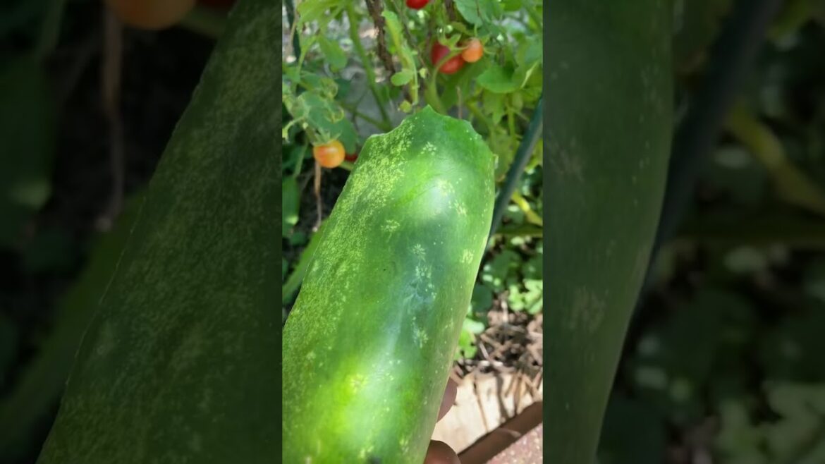 🥒#Zone 5 garden update #gardening #epic gardening #harvest 🥒#Zone 5 garden update #gardening #epic gardening #harvest