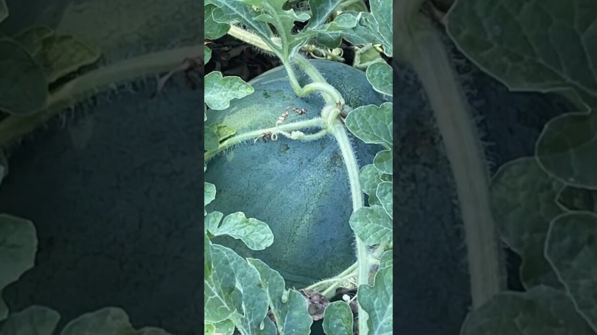 Art's deep mulch gardens #garden #mulch #gardentips #tomatoes