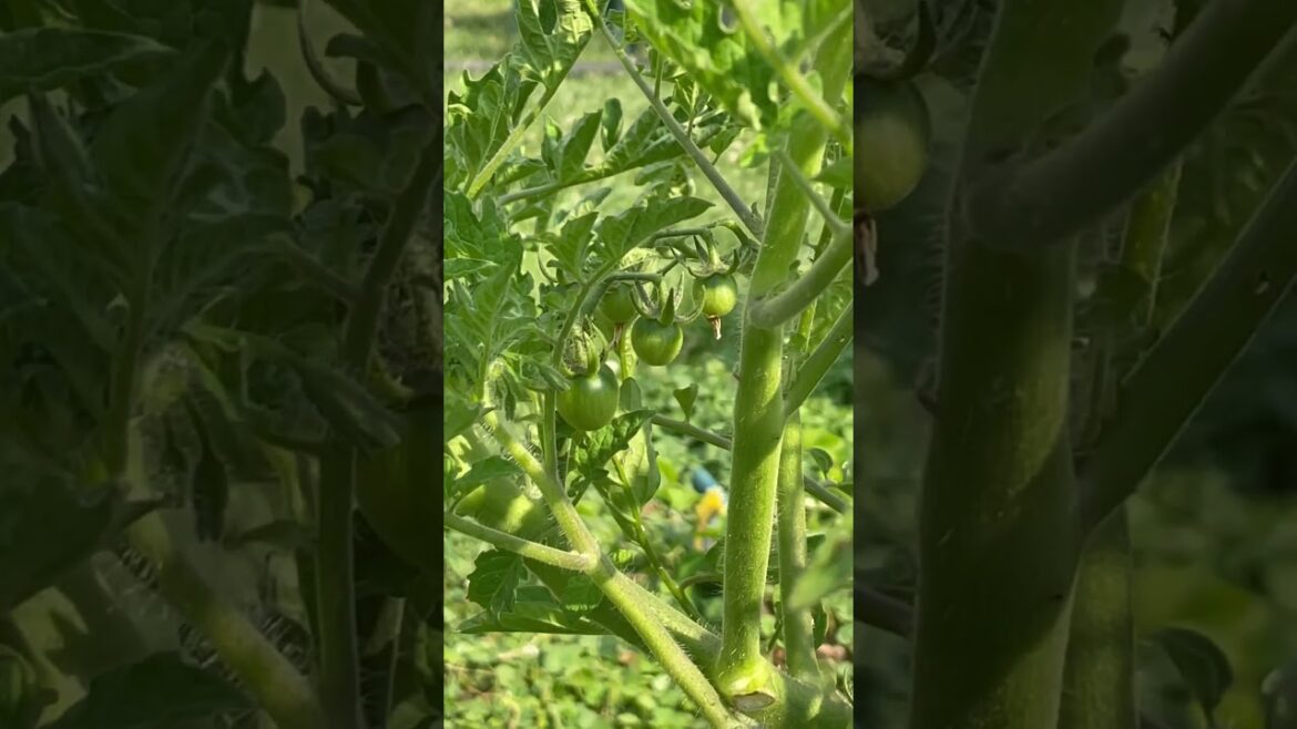 Backyard Garden Update Tour - A Flourishing Haven of Nature's Delights #shorts