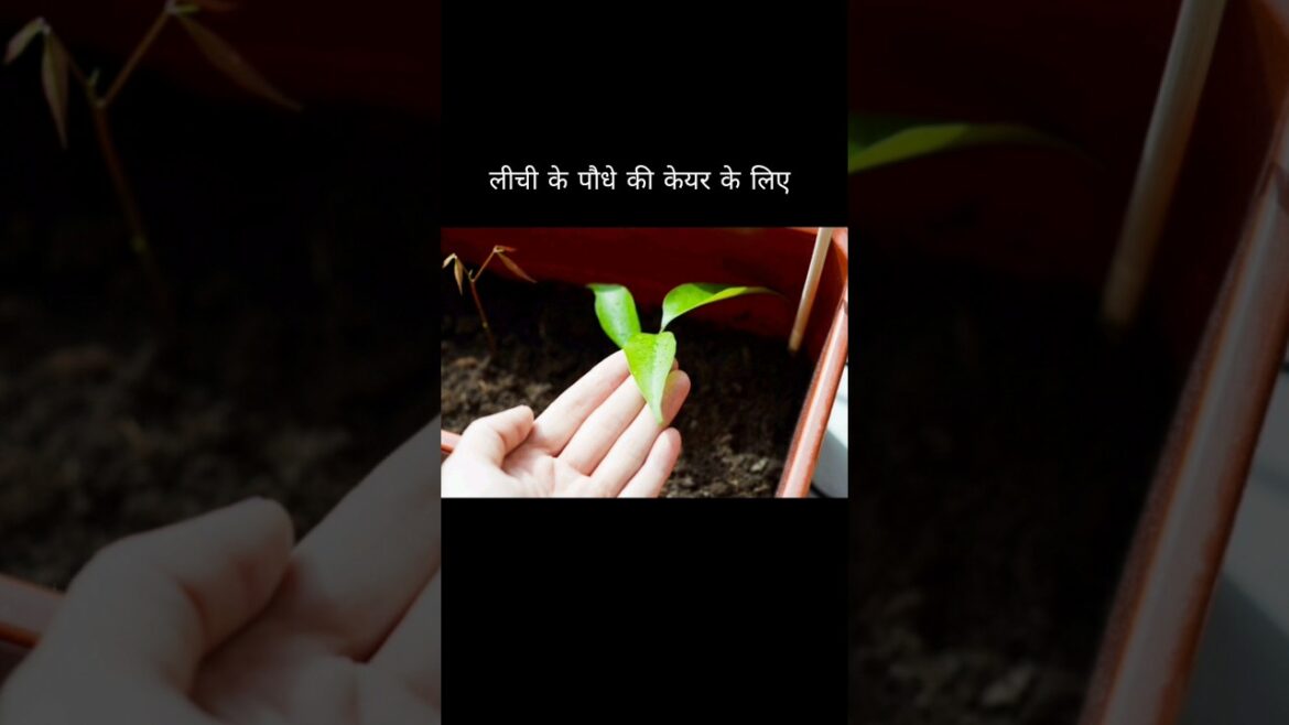 Care Tips for a litchi plant garden #shorts #litchi #trending #gardenwithkrishna #houseplants Care Tips for a litchi plant garden #shorts #litchi #trending #gardenwithkrishna #houseplants