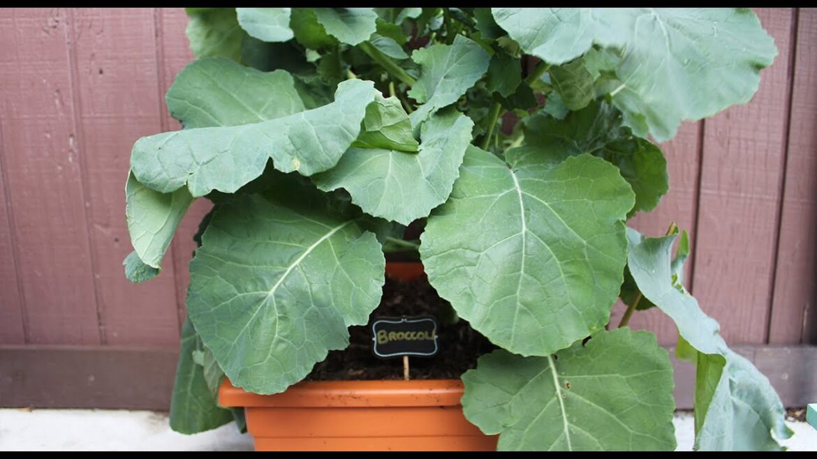 Growing Broccoli in Containers | Fall Balcony Garden