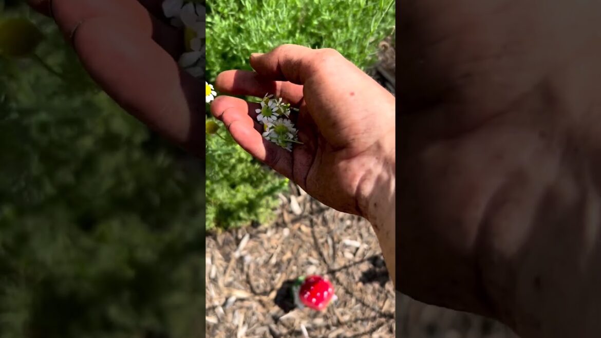 Home Gardening Harvest Flowers For My Tea Garden 🫖