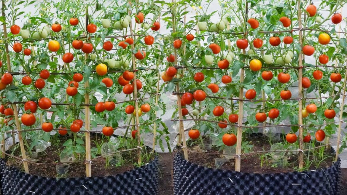 Since I know how to grow this tomato, I don’t have to buy tomatoes from the market anymore Since I know how to grow this tomato, I don't have to buy tomatoes from the market anymore