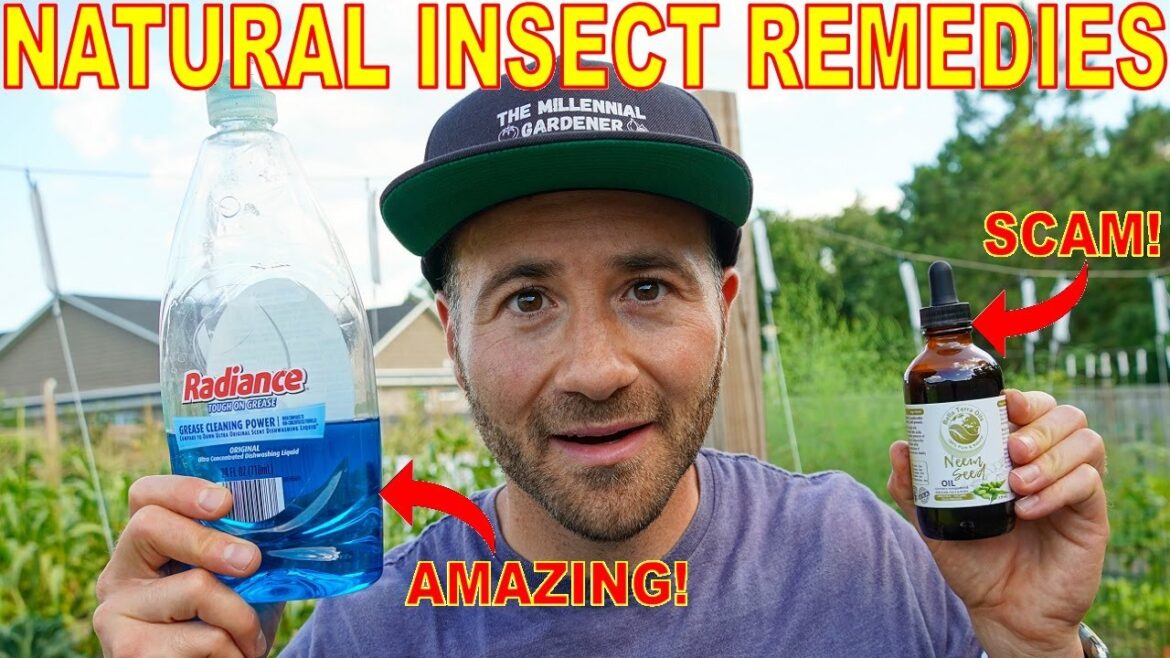 This Organic Pest Control Remedy Is A SCAM! 3 Natural Insecticides That WORK And One That DOESN’T! This Organic Pest Control Remedy Is A SCAM! 3 Natural Insecticides That WORK And One That DOESN'T!