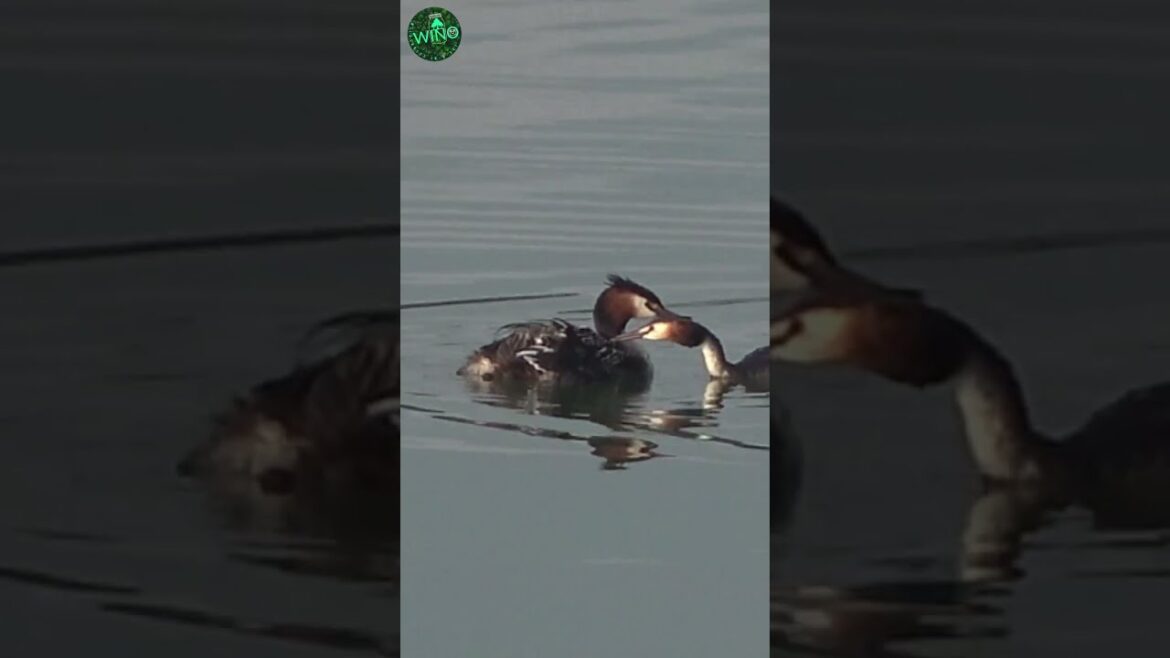 Wildlife Photography TIP : Stay grounded for Best Shots | Parenting is not Easy for Birds | WINO