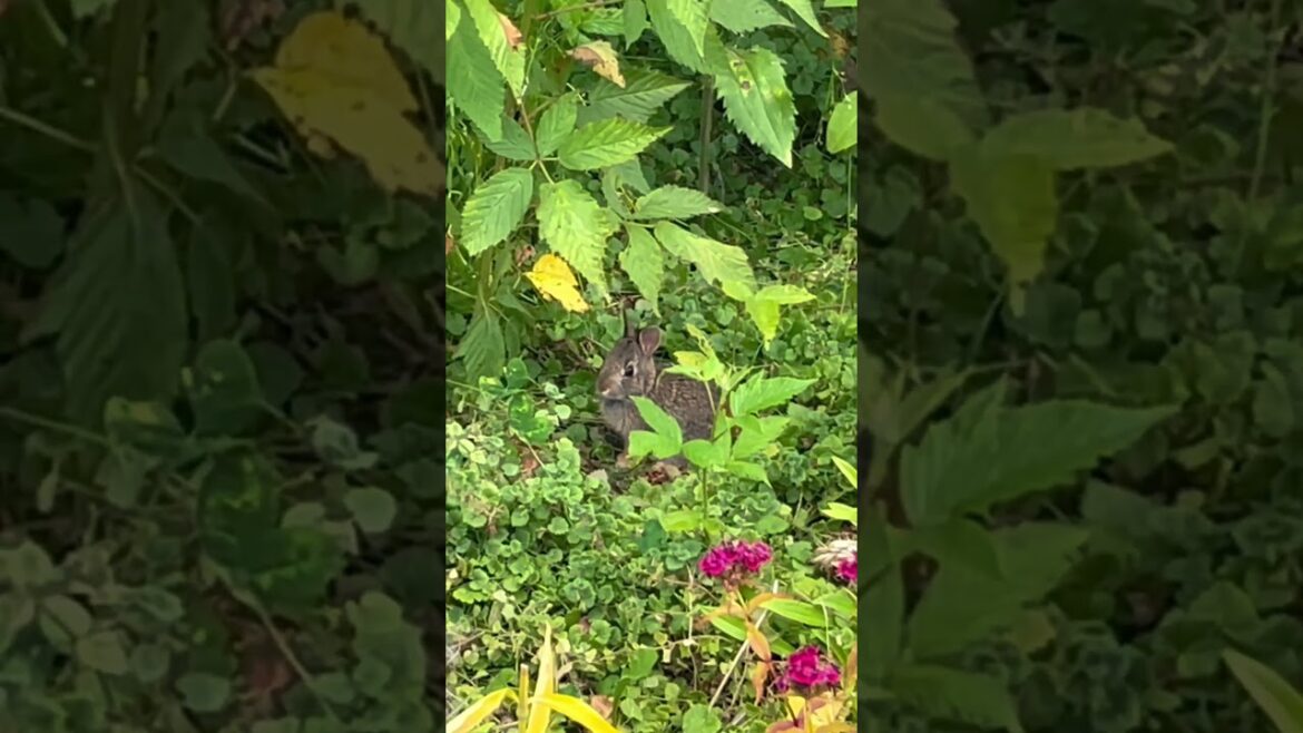 Enchanting Eastern Cottontail Baby Bunny Rabbits Frolicking in My Garden! #shorts