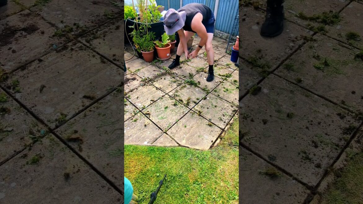 Quick tip, HOW TO Clean Gaps in your Patio Slabs #gardening #shorts Quick tip, HOW TO Clean Gaps in your Patio Slabs #gardening #shorts