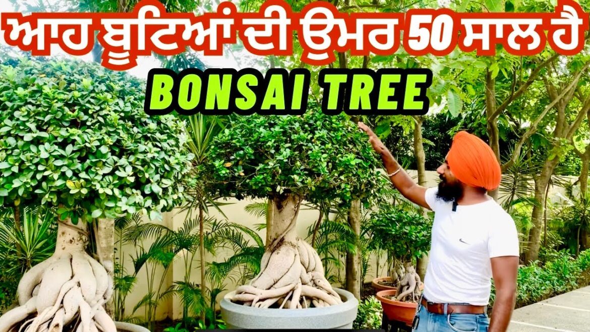 Home Gardening Ideas 👩‍🌾 | Bonsai Tree | Home Garden Design | #bonsai #homegarden