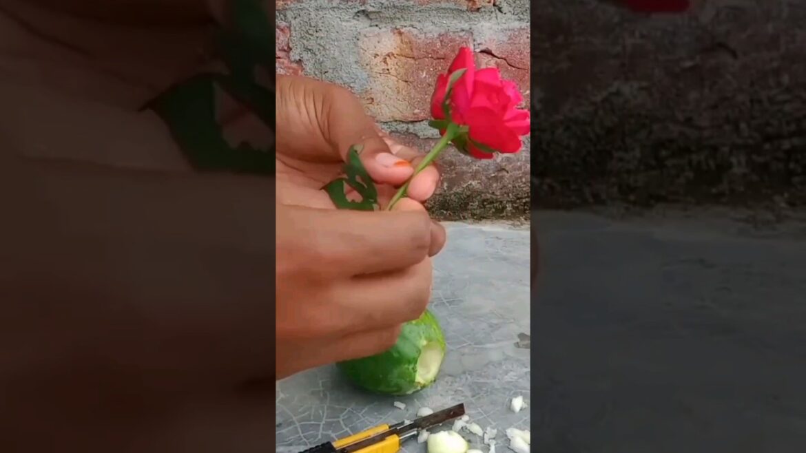Best way to grow rose flower plants ║ How rose plants grow from roses #sortfeed Best way to grow rose flower plants ║ How rose plants grow from roses #sortfeed