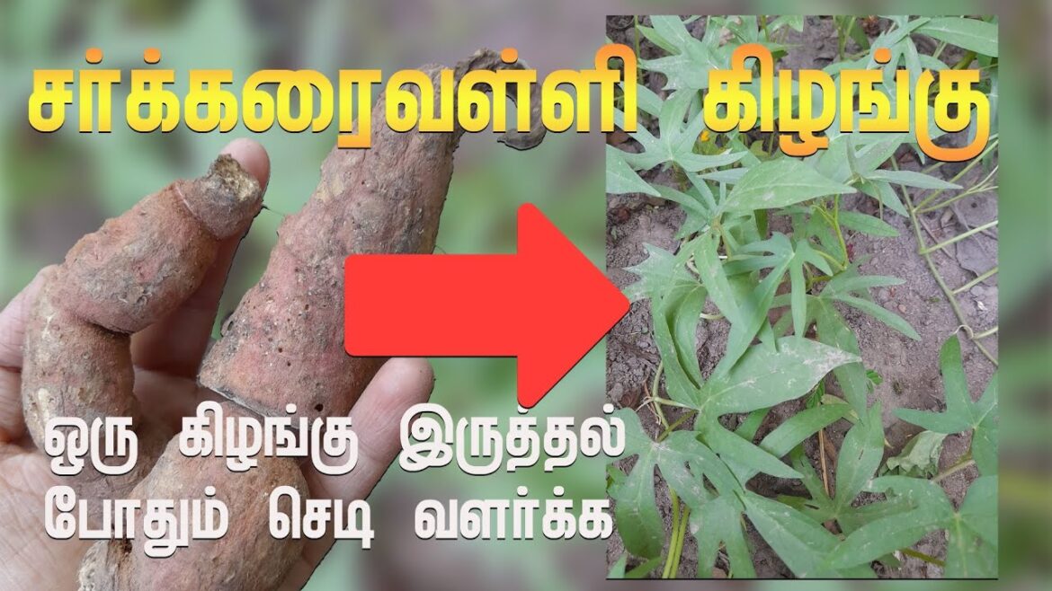 சர்க்கரைவள்ளி கிழங்கு வளர்ப்பு| #sarkkaraivalli #kilangu #tips #plant #gardening #tamil #shorts