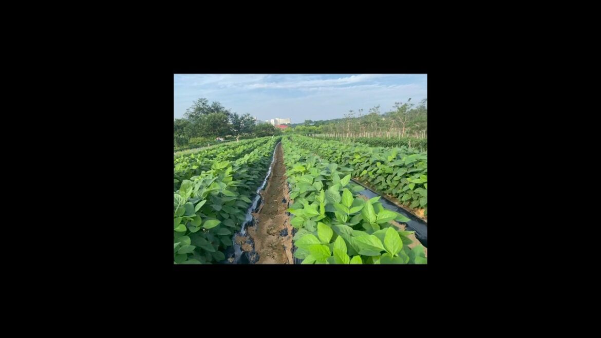 Visite vegetable 🥗 photoes beautiful #mygarden #plant #epicgardening #garden #vegetablegardening