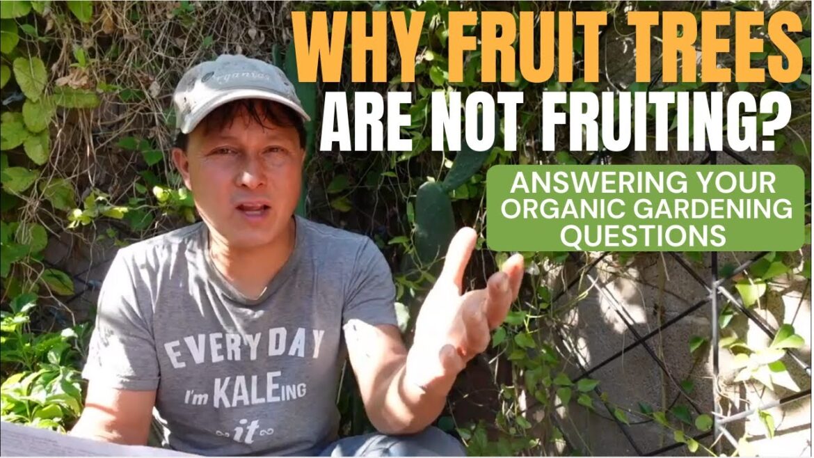 Why Fruit Trees Aren’t Making Fruit + Answering Your Gardening Questions Why Fruit Trees Aren't Making Fruit + Answering Your Gardening Questions