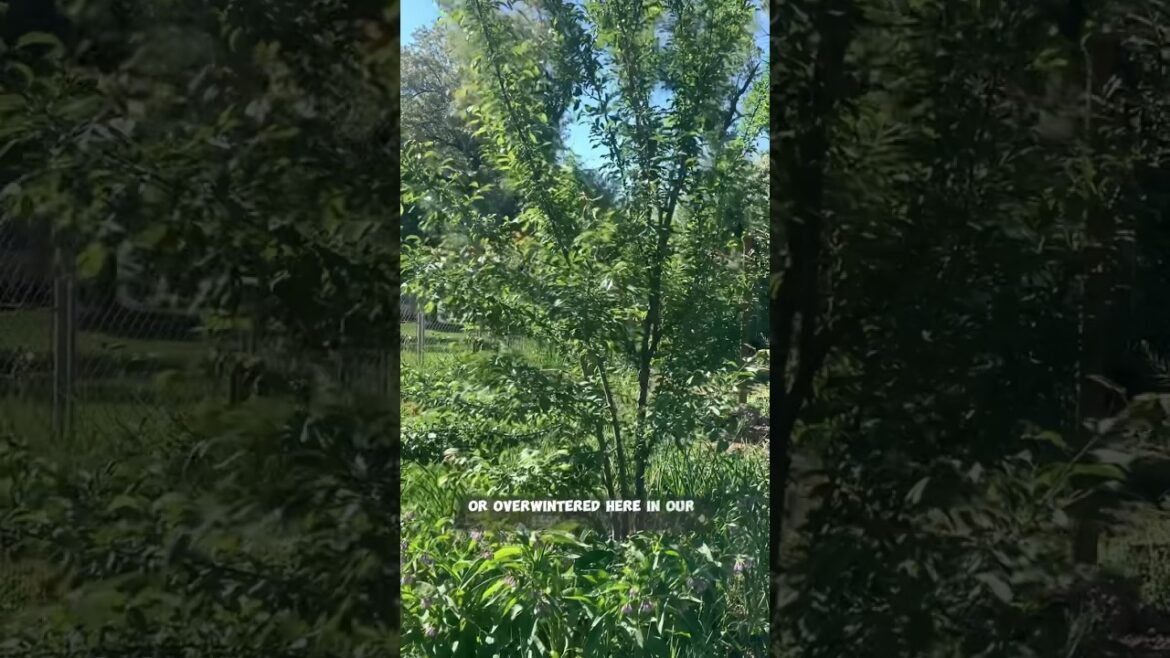 From Grass Lawn to Edible Forest Project #permaculture #sustainableliving #urbangardening #shorts