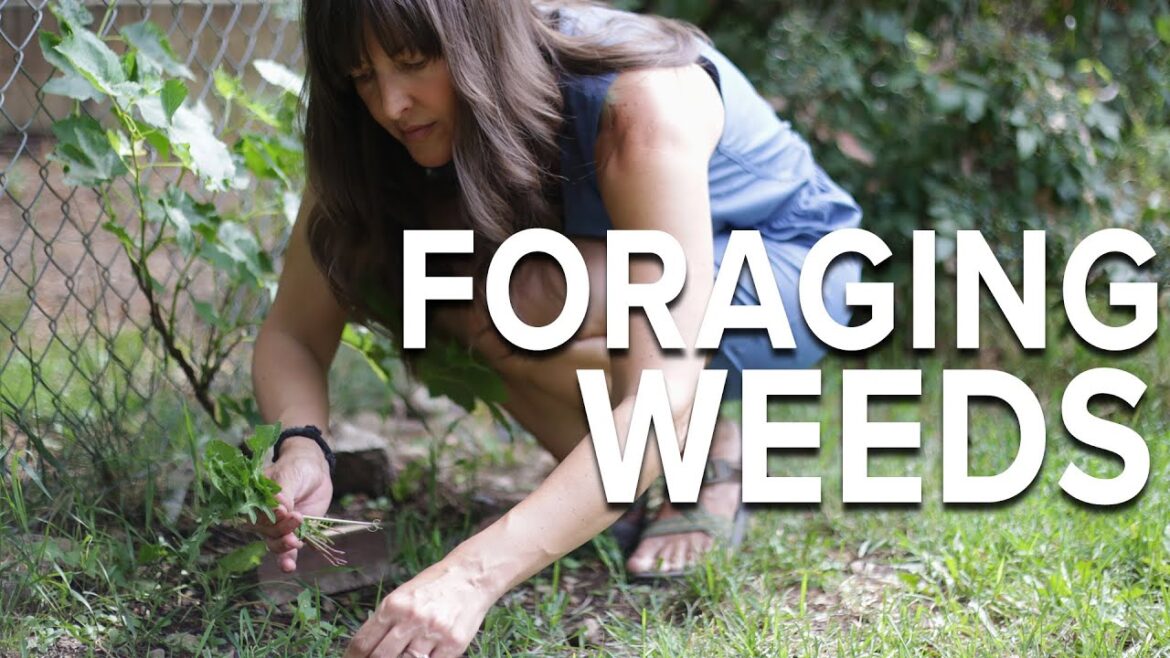 Edible Weeds: Dandelions, Purslane, and Mallow, Oh My! Edible Weeds: Dandelions, Purslane, and Mallow, Oh My!