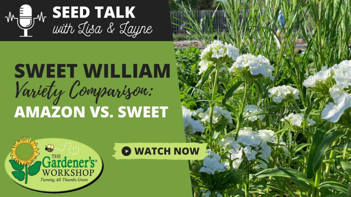 #50 - Sweet William Variety Comparison: Amazon vs. Sweet